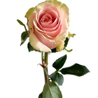 Trandafir Roz Light