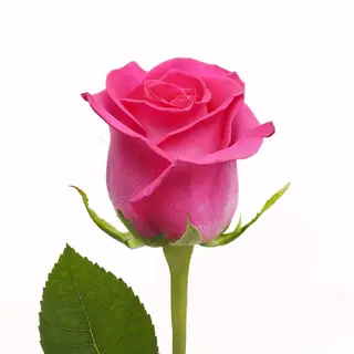 Rosa rosa singola confezionata