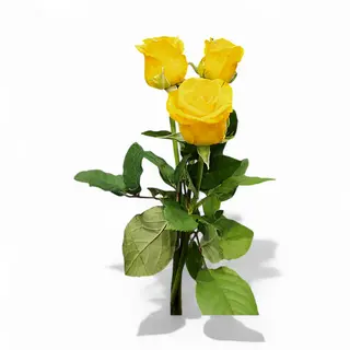 Rosa gialla