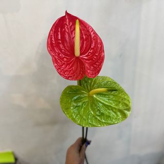 ანთორიუმი