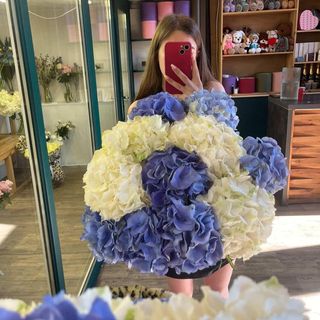 11 гортензій