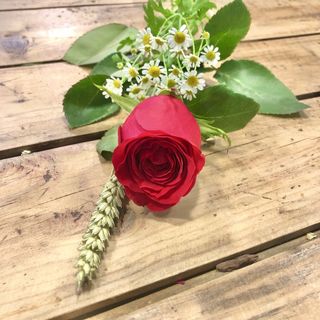 La rosa de Sant Jordi