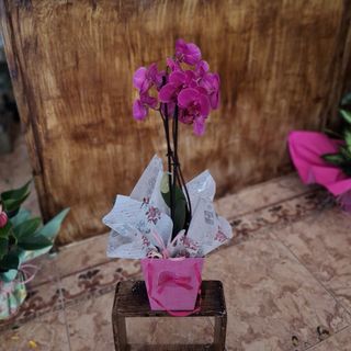 Orquídea Tonos Rosas en Bolso "Guadalmar"