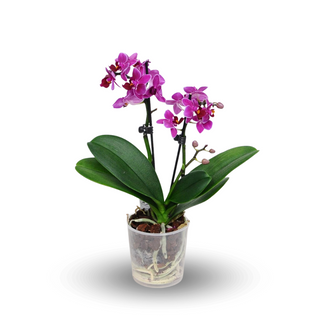 Orchidea miniaturowa
