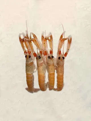 Cigala M Vilanova (400 Gr.)