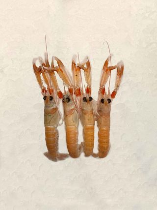 Cigala M Vilanova (300 Gr.)