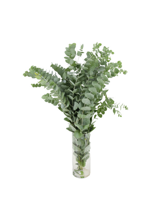  Eucalitpto Cinerea Flor Suelta (Por Unidad/Nos son ramos/No bouquet)