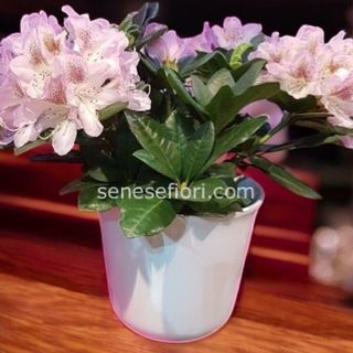 pianta rododendro no vaso ceramica