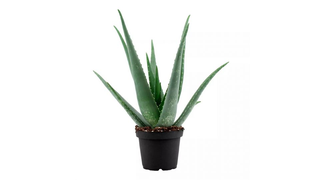 Aloe Vera succulenta 