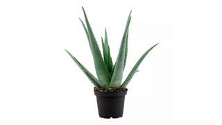 Aloe Vera succulenta 