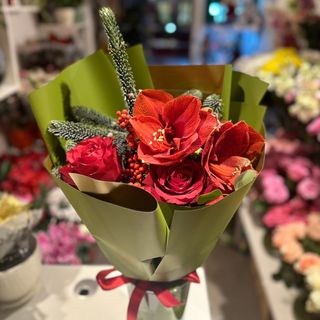 Amarylis świąteczny