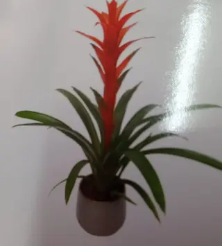 Planta Variada 2