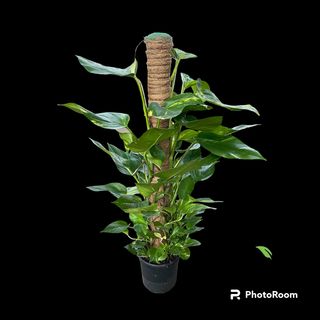 Photos Bastone foglie variegate