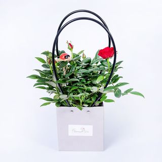 Roza doniczkowa ,,Dla Ciebie,,