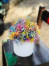 დიქსოფილის ფერადი კოლოფი