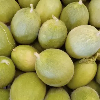 Barattini 