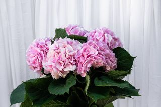 Buchet 5 hortensia