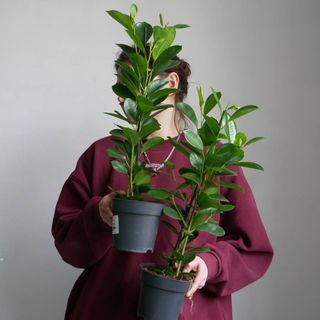 Фікус Мокламе