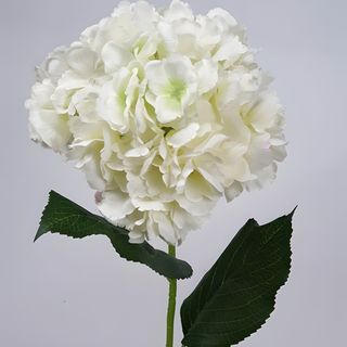 Hortensia Alb