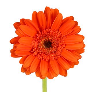 Gerbera Grande Naranja Flor Suelta (Nos son ramos/no bouquet)