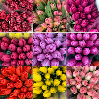 15 тюльпанів букет мікс з різних кольорів 