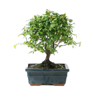 Bonsai 
