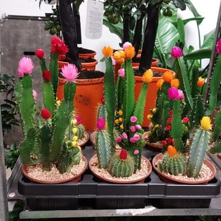 Piante grasse abbellite con di fiori colorati