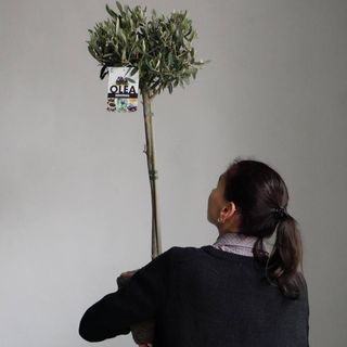 Дерево Оливки 90 см