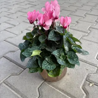 Циклама - светло розова