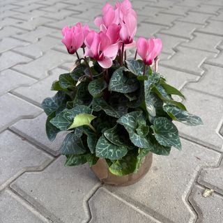 Циклама - светло розова