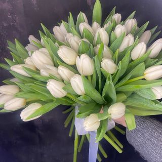 51 тюльпан під стрічку (без пакування)