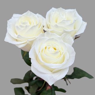 3 białe róże 