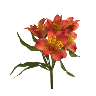 Alstroemeria