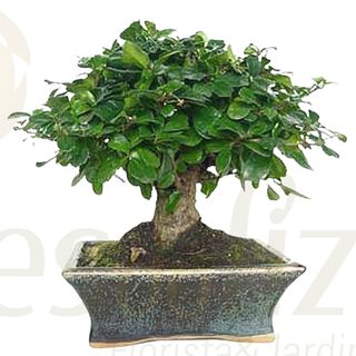 Bonsai +/- 5 Anos
