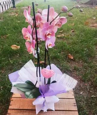 Orquídea rosa/malva con corazón "Los Corazones"