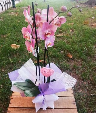 Orquídea rosa/malva con corazón "Los Corazones"