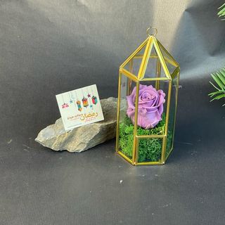 Rose Eternelle Violette sous Fanous