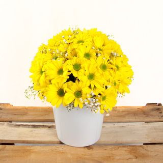 Centro De Margaritas Amarillas