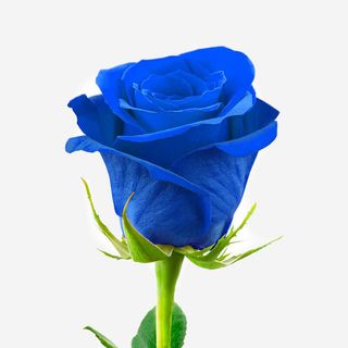 Rosa AZUL PRESERVADA