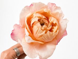Peach Rose