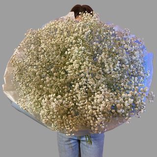 Bukiet białej gipsówki