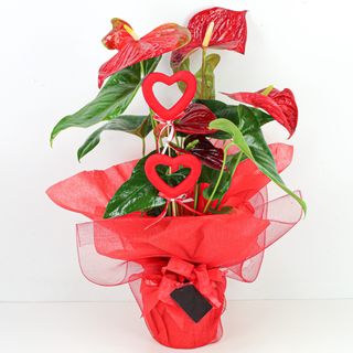 Anthurium Decorado Para Regalo