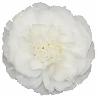 Clavel Blanco Flor Suelta (Por unidad/No es un ramo/No bouquet) 