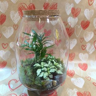 Terrario con plantas variadas 
