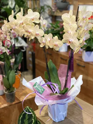 Orquídea