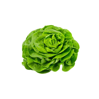 Lechuga Trocadero Unidad