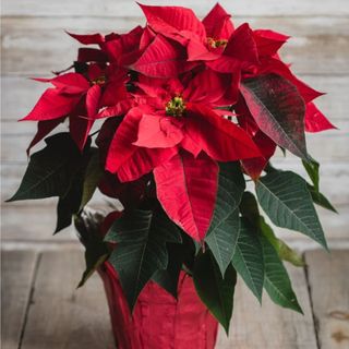 Poinsettia