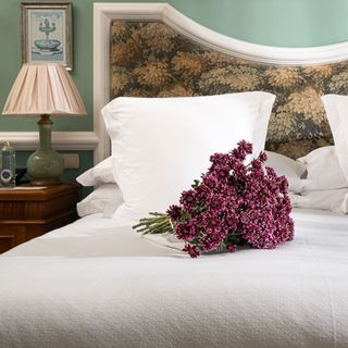 Ramo de 5 Margaritas Deep Purple