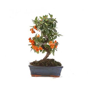 Bonsái Pyracantha 9 Años (Espino De Fuego)