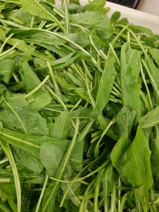 Cicoria pulita 500 gr